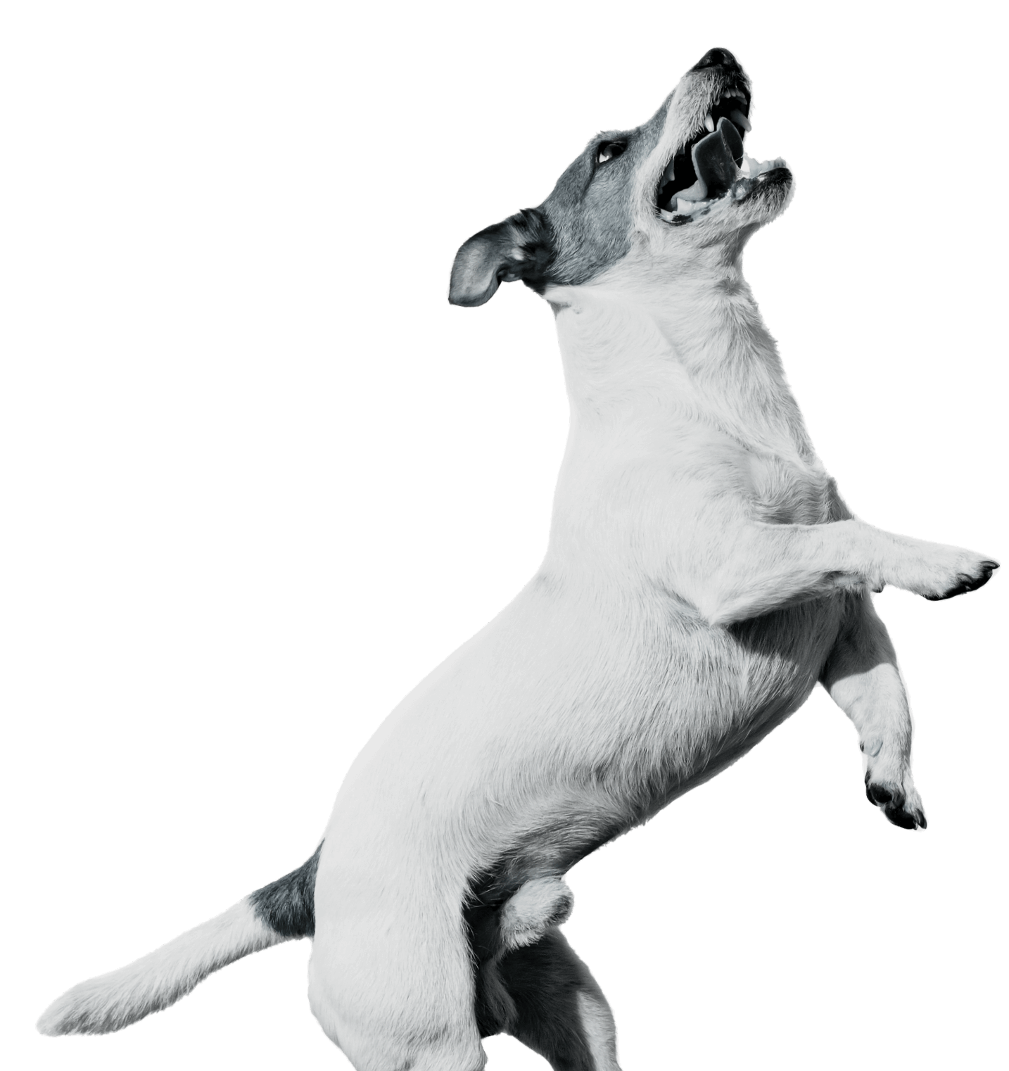 Dog jumping