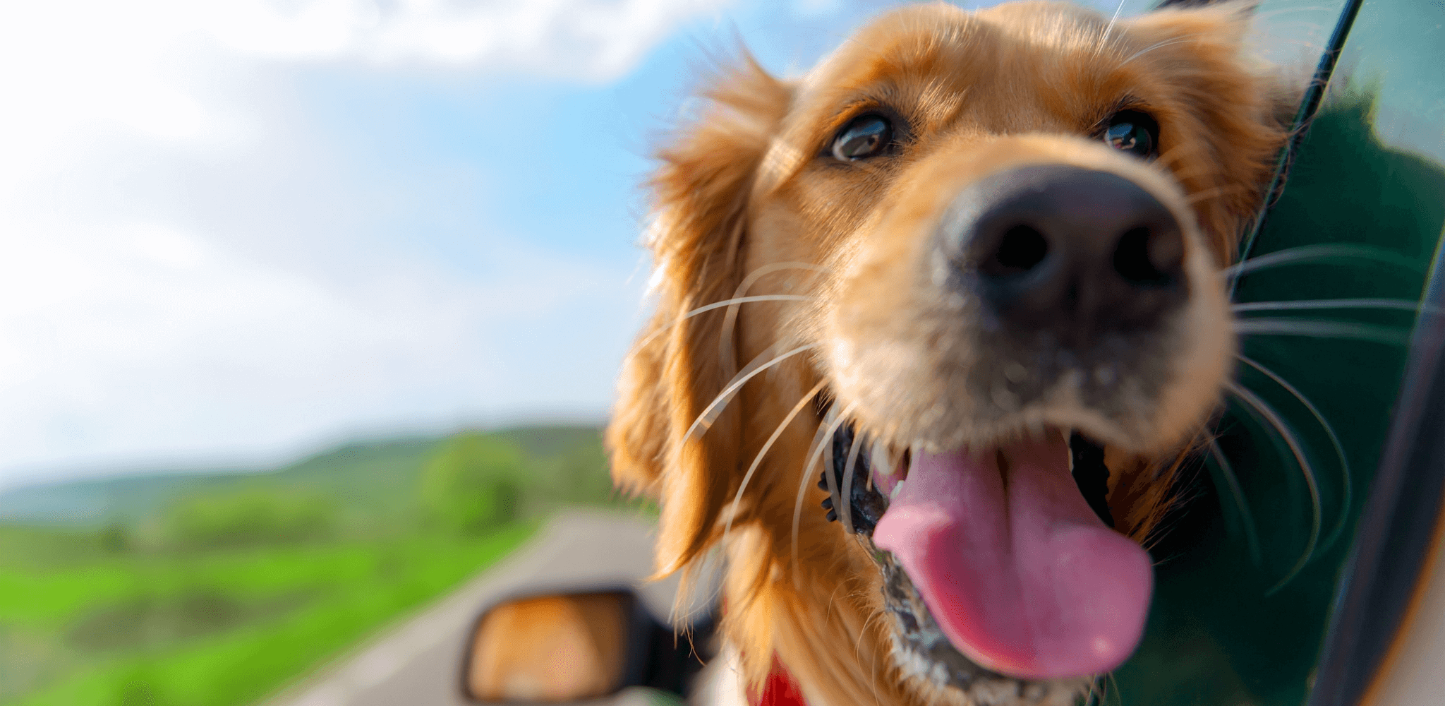 Dog looking through a car window